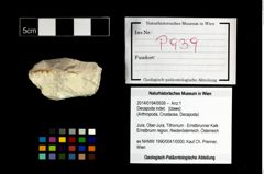 Foto (Objekt + Etikett) von Decapoda indet.  (NHMW-GEO-2014-0194-0939)